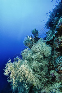 PHLIPPINESBalicasag岛美国照片珊瑚礁潜水员和软珊瑚图片