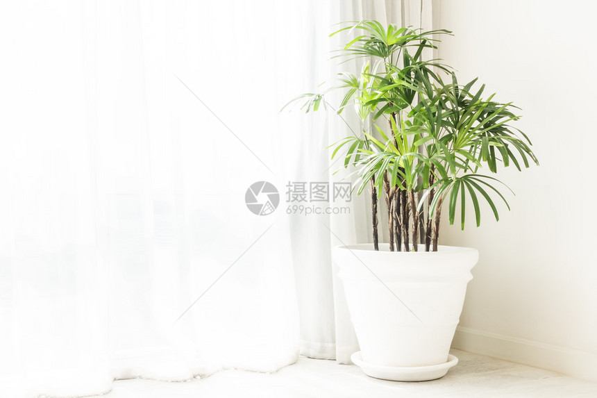 花瓶植物室内装饰图片