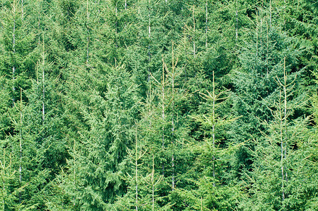 新的绿色森林垂直背图片