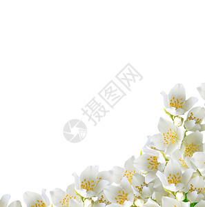 白色背景上孤立的茉莉花枝春天图片