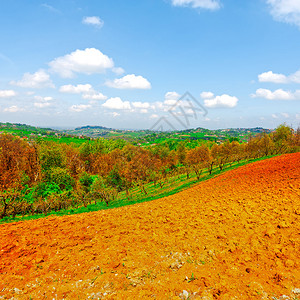 皮埃蒙特意大利村庄背景介绍的花田和橄榄图片