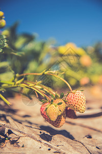 angkhang山草莓花园图片