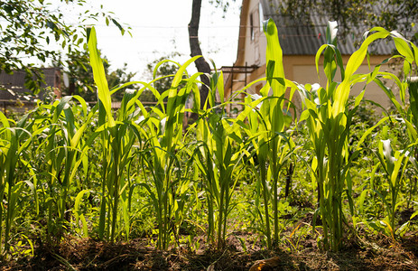 阳光下田野里的玉米叶图片
