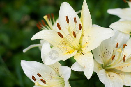 花园里有雨滴的白百合图片