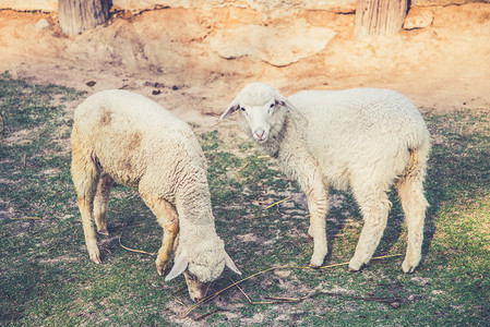 绿色草地上的两只羊在一起图片