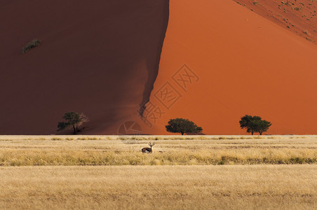 一只春天之鸟站在非洲纳米比亚索苏夫图片