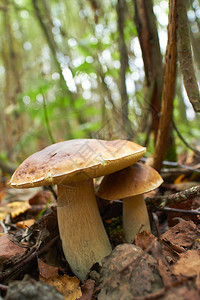 在森林的苔中关图片