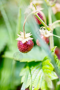 野草莓有机草莓图片
