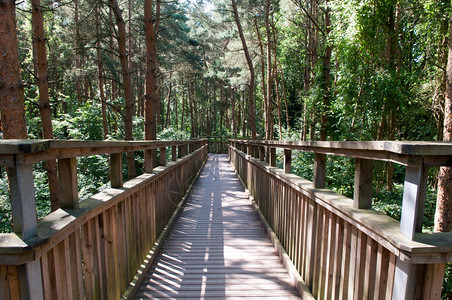 Wooden人行桥穿过森林高处从图片
