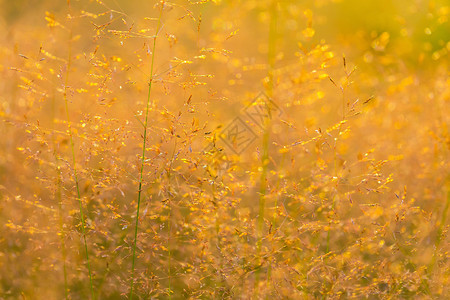 草尾野草夏季光照的自然植物在图片