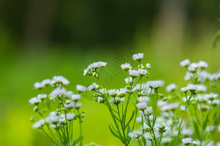 在森林里生长的小白花图片