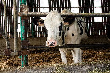 谷仓内的荷斯坦牛图片