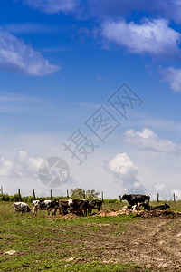 牧草中的霍斯坦牛图片