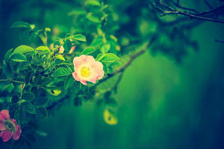 森林中野生玫瑰盛开的古老照图片
