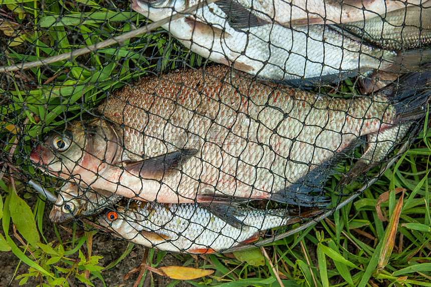 刚从水中取出的淡水鱼在自然背景的渔网中的几条鲷鱼图片