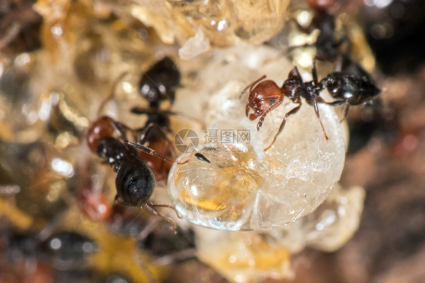 红头黑体火蚁蜜罐Myrmecocystus详细介绍了树琥珀图片