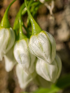 美丽的白色露营天花在春天盛开的小图片