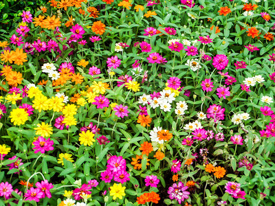 百日草花是您希望在花园中种植的最茂盛的花朵之一最容易生图片