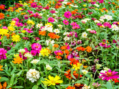 百日草花是您希望在花园中种植的最茂盛的花朵之一最容易生背景图片