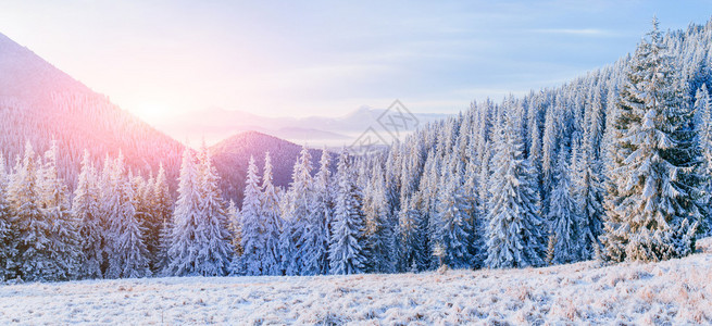 在山的美妙的冬天风景在寒冷的一天神奇的日落戏剧寒冷场景假期喀尔巴阡图片