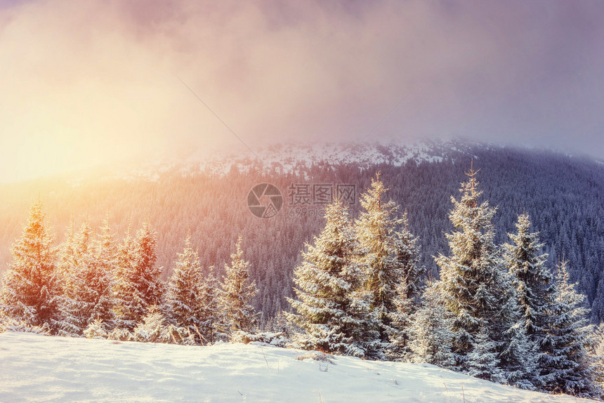 神秘的冬季景观与雾图片