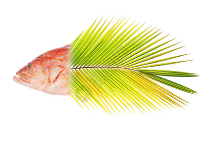 红带石斑鱼与椰子叶混合图片