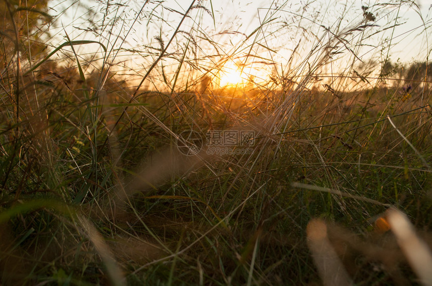 绿草背景太阳光束太阳升图片