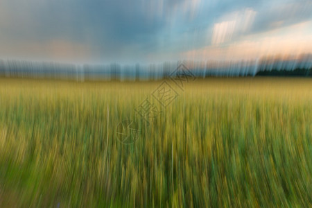 日落时的田地小麦田的照片被长期接触和图片