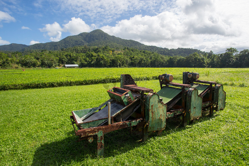 澳大利亚昆士兰Daintree地区的图片