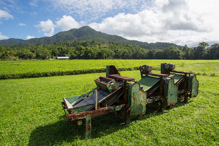 澳大利亚昆士兰Daintree地区的图片