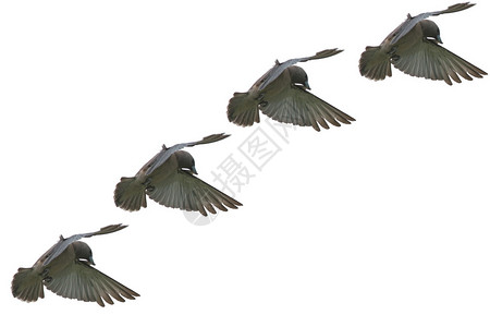 AshyWoodswallow鸟在空中图片