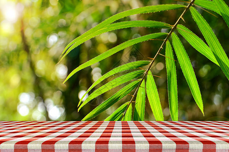 夏日阳光下的户外野餐背景图片