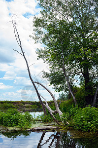 河岸边的死树和活树图片