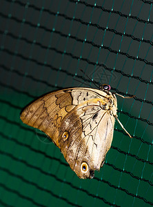 大棕蝴蝶站在网格上图片