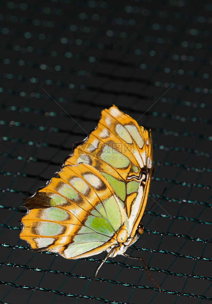 大棕蝴蝶的近照黄色翅膀上的绿图片