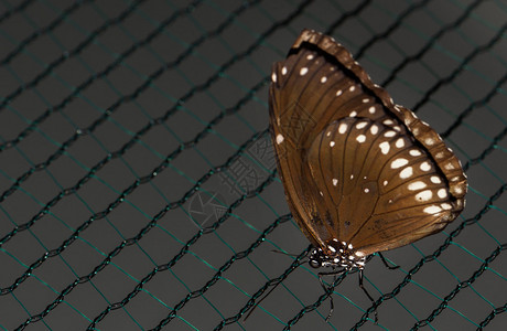 大棕蝴蝶的近照翅膀上的白图片