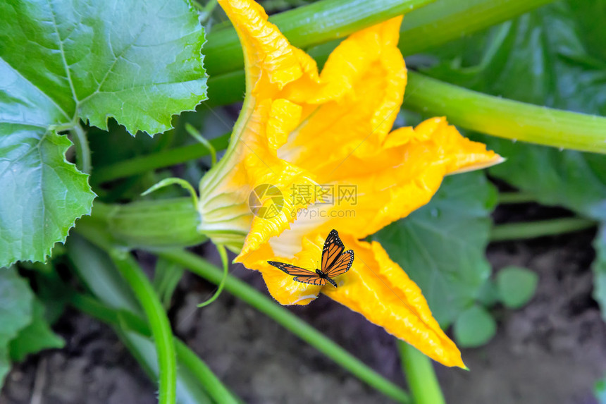 黄葫芦花坐着一只美丽的蝴蝶图片