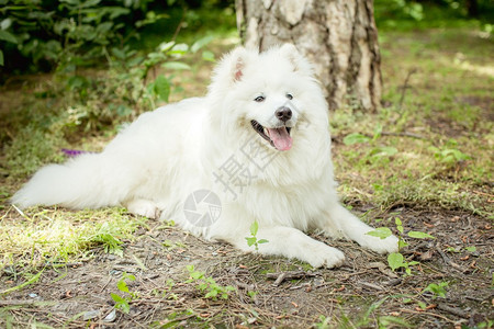 白色蓬松萨摩耶犬户外品种图片