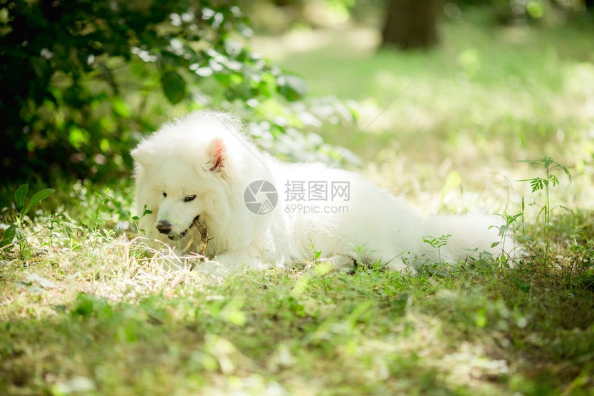 白色蓬松萨摩耶犬户外品种图片