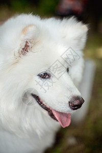白色蓬松萨摩耶犬种特写图片