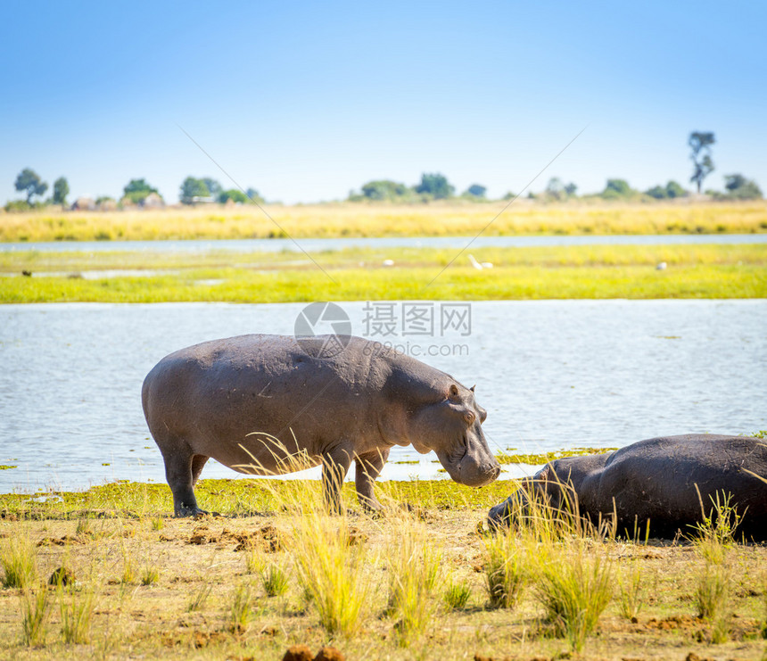 非洲博茨瓦纳Chobe公园水域边缘的河马或河马Hippopopopo图片