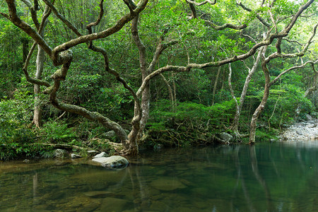 美丽的风景与森林湖图片