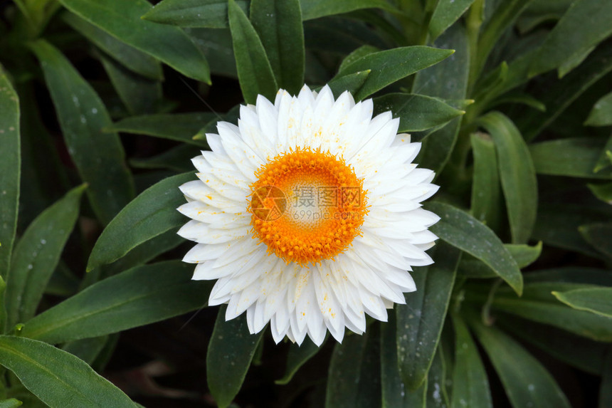 蜡菊花白色黄户外花园图片