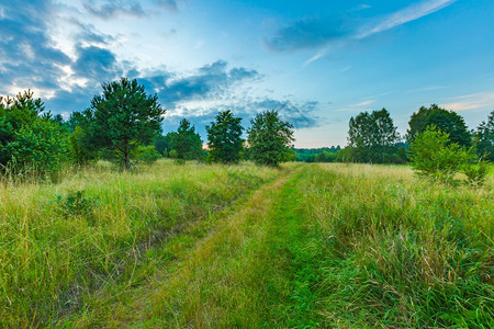 野草原景观波兰草地或草地在夏天图片