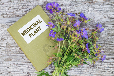 Meadoweperanium环和草药手册用于草药图片