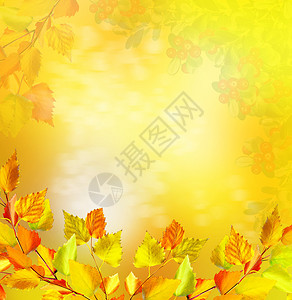 秋天风景美丽的叶子多彩图片