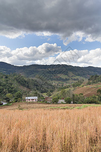 巴西南里奥格兰德州韦南西奥艾利斯农场图片