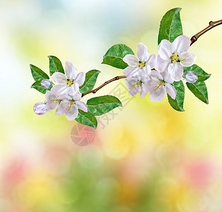 春天风景鲜花的苹果树图片