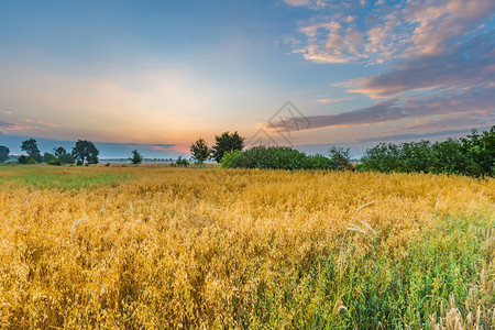 美丽的谷物田景色在日出时拍下夏季图片