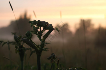 夕阳花雾夏图片